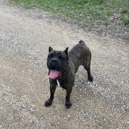 Skeeter - Cane Corso