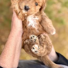 Alpine - Apricot female Aussiedoodle puppy in Paoli, Indiana from Brambleberry Doodles