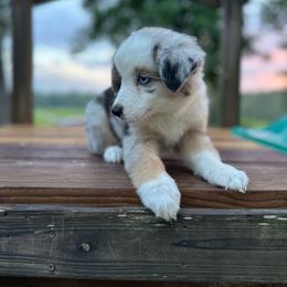 Mary - Blue merle female Miniature Australian Shepherd puppy in Doddridge, Arkansas from Huddleston Farm