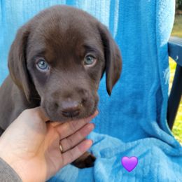 Miss Purple - Chocolate female Labrador Retriever puppy in Deary, Idaho from Sunset Pines Labradors
