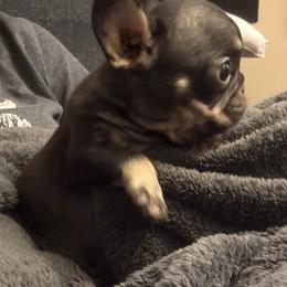 Ducky - Black and tan male French Bulldog puppy in Mesa, Arizona from Prickly Pear Kennels