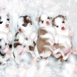 Pomsky puppies from Vulpini Arctic Spitz