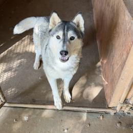 Disco - Black and white male Siberian Husky puppy in Loudon, Tennessee from Kristari Siberians