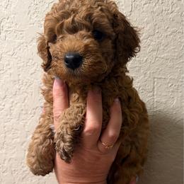 Boy 2 - Red  male Poodle puppy in Southwest Ranches, Florida from Herringbone ‘s Poodles