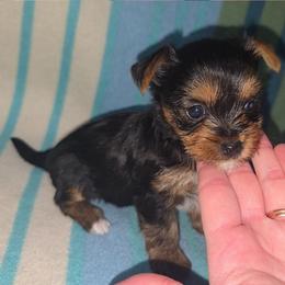 Ace - Black and gold male Yorkshire Terrier puppy in Lakeland, Florida from You Me & The Yorkies