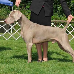 Weimaraners from Belleven Weimaraners