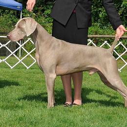 Weimaraners from Belleven Weimaraners