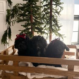 Goldendoodle puppies from Desert Paws Doodles