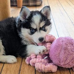 Mango - Black and white female Pomsky puppy in Charlotte, Michigan from Moore Pomskies
