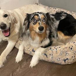 Golden Retrievers from Alfalfa Lane Adventures