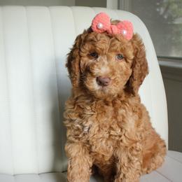 Natalie - Red  female Goldendoodle puppy in San Antonio, Texas from Shelley Torres