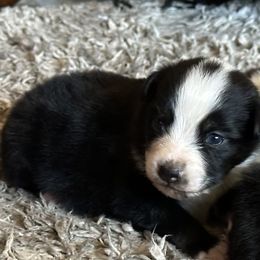 BTM - Black tri male Toy Australian Shepherd puppy in Lexington, Nebraska from Osborne's Aussies