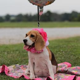 Ruby - Beagle