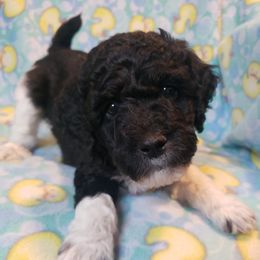 Poodles from Mountain Vista Pups LLC