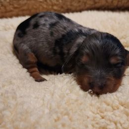 Hazel - Dapple female Dachshund puppy in Anaconda, Montana from Williams Family Dachshunds