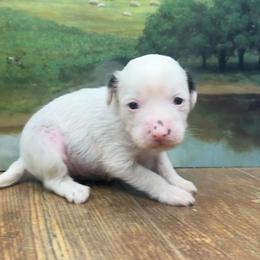 Dolly's White HH Girl - White female Chinese Crested puppy in Lexington, Michigan from Affinity