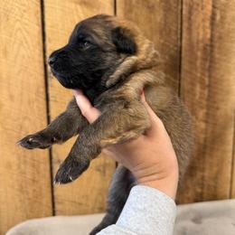 Maroon - Bi-color female German Shepherd puppy in Terra Alta, West Virginia from Shepherd Country Farm and Kennels