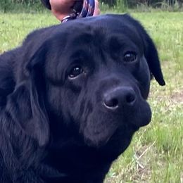 Simba - Labrador Retriever