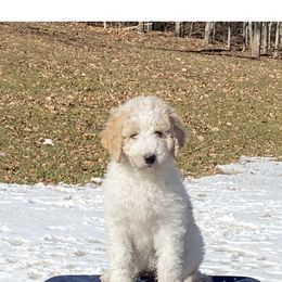 Goldendoodle Puppies from Happy Valley Doodles