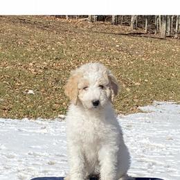 Goldendoodle Puppies from Happy Valley Doodles