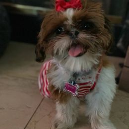 Shih Tzu Puppies from Jocelyn Burkey's Shih Tzus