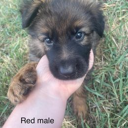 German Shepherd Puppies from Beacham German Shepherds
