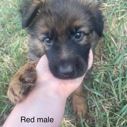 German Shepherd Puppies from Beacham German Shepherds
