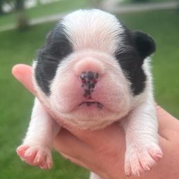Tyson - Black brindle and white male Boston Terrier puppy in Powell, Tennessee from KP Pugs & Boston Terriers