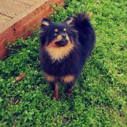French Bulldog and Pomeranian Puppies from Purrs N Poms