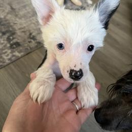 Sweetpea - White and black female Chinese Crested puppy in Horseheads, New York from Boots with the fur Chinese Cresteds