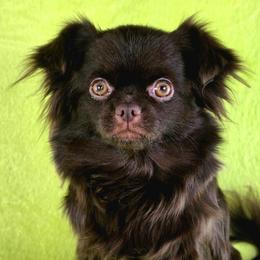Roo - Chihuahua
