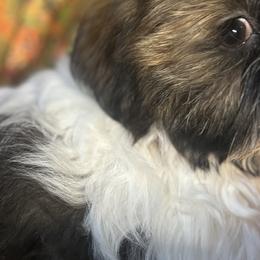 Maltese, Maltipoos, and Shih Tzus from Mia Lucky Maltese