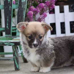 Basset Hound and Pembroke Welsh Corgi Puppies from Northstar Corgis and Basset Hounds