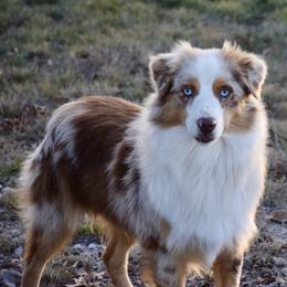 Zeke - Miniature Australian Shepherd