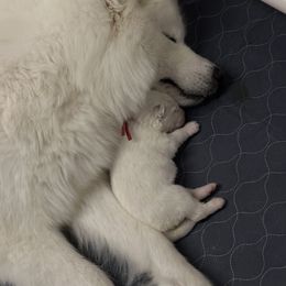 Samoyed Puppies from Southern Roux Samoyeds