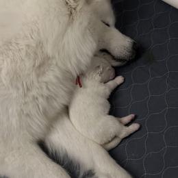 Samoyed Puppies from Southern Roux Samoyeds