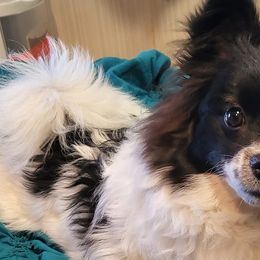 Pomeranians from Fluffy Puppies