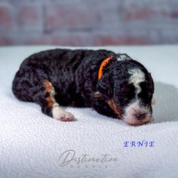 Ernie - Black tri-color male Aussiedoodle puppy in Kennesaw, Georgia from Distinctive Doodle