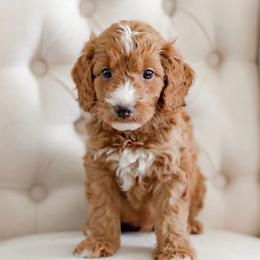 Rescue (tan collar) - Red  male Goldendoodle puppy in Apopka, Florida from The Classic Doodle