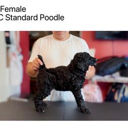 Girl 4 - Blue female Poodle puppy in Houston, Texas from CMJ Kennels