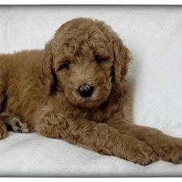 Violet - Caramel red female Labradoodle puppy in Mission, Texas from Sharyland Pets
