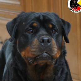Akela - Rottweiler
