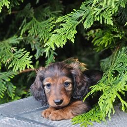 Ember - Red female Dachshund puppy in Crystal, Michigan from Mare-bella Dachshunds
