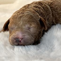 Poppy - Red  female Poodle puppy in Nixa, Missouri from Foxtrot Farm Poodles