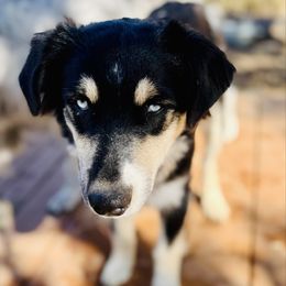 Apollo - Black tri-color male Australian Shepherd puppy in Hempstead, Texas from Young Gun Aussies