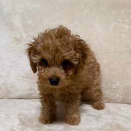 Max - Red  male Poodle puppy in Auburn, Georgia from Southern Poodles