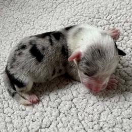Dusty - Blue merle and white male Cardigan Welsh Corgi puppy in Kerens, West Virginia from Leather & Lace
