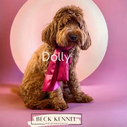 Dolly - Goldendoodle