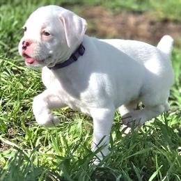Coco - White female Boxer puppy in Howey In The Hills, Florida from Bayla Belle & Blossom's Boxers