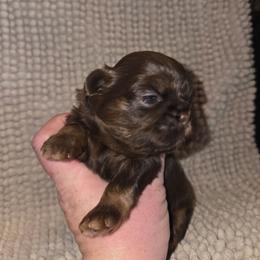 Martha - Chocolate and tan female Shih Tzu puppy in Fairview Park, Ohio from Sunshine Shih tzus